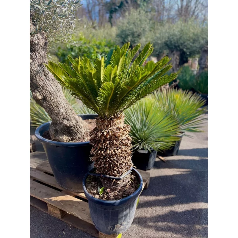 Cycas revoluta 35/55 L - 1