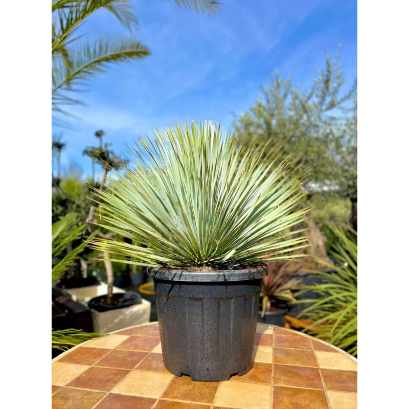 Yucca rostrata 25/35L - 1