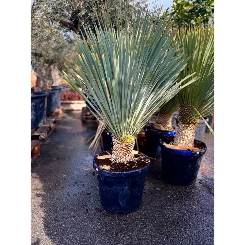 Yucca rostrata 35L - 1