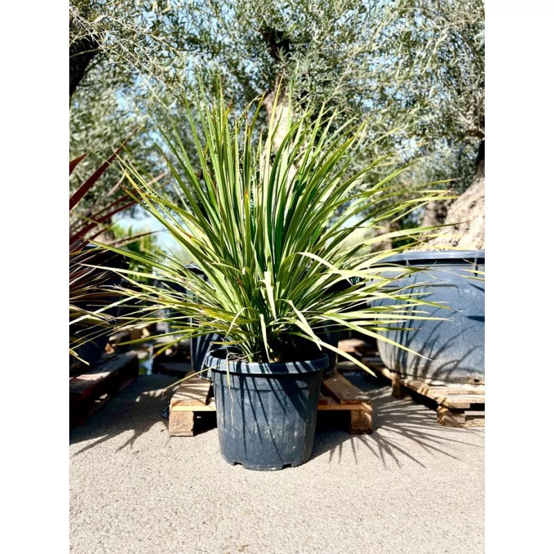 Cordyline verte 35L - 1