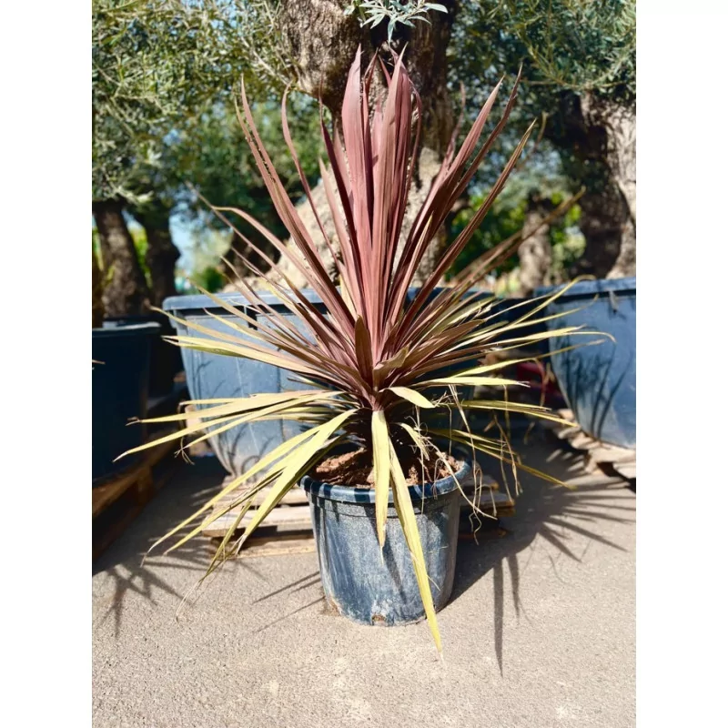 Cordyline Red Star 35L - 1