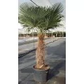 Palmier Trachycarpus - 1